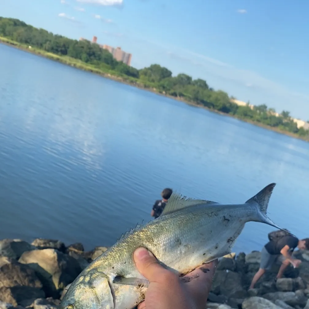 Bluefish caught on Fishbrain
