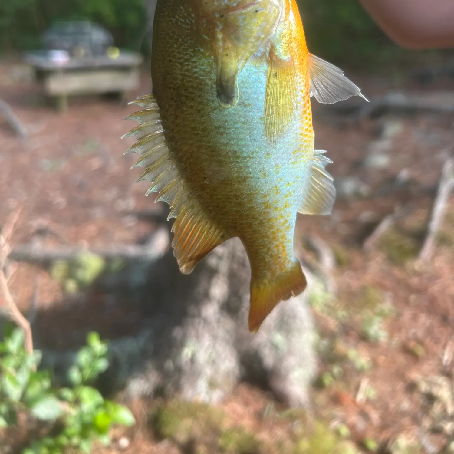 Yellow perch caught on Fishbrain