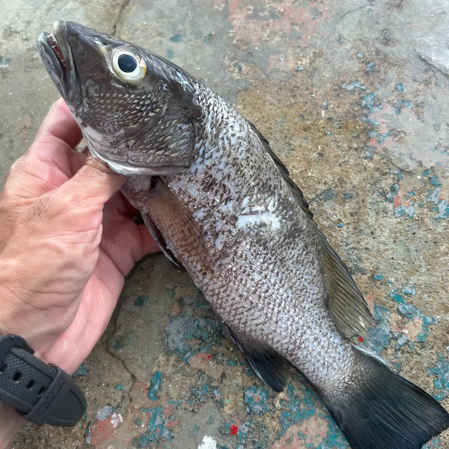 The most recent Pacific cubera snapper catches on Fishbrain