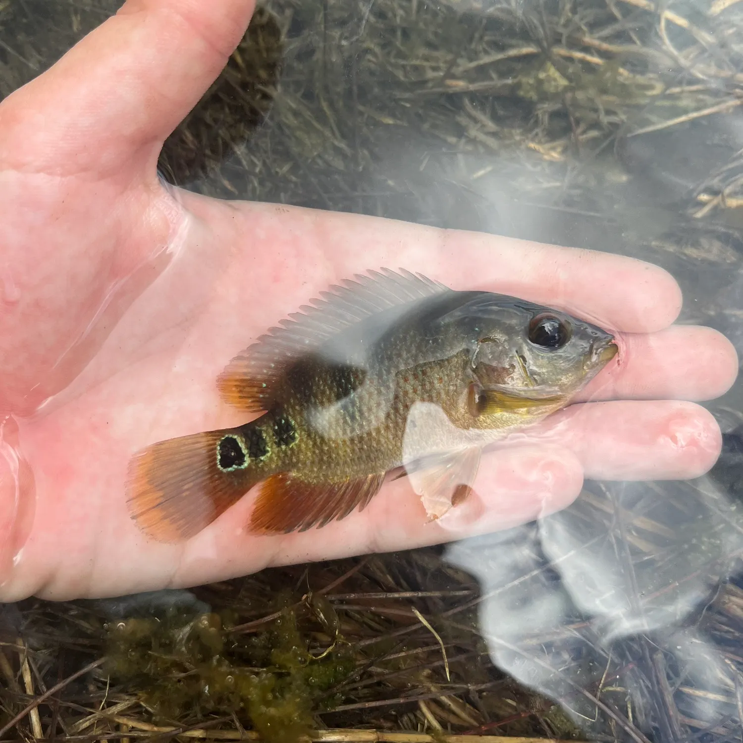 Mayan cichlid caught on Fishbrain