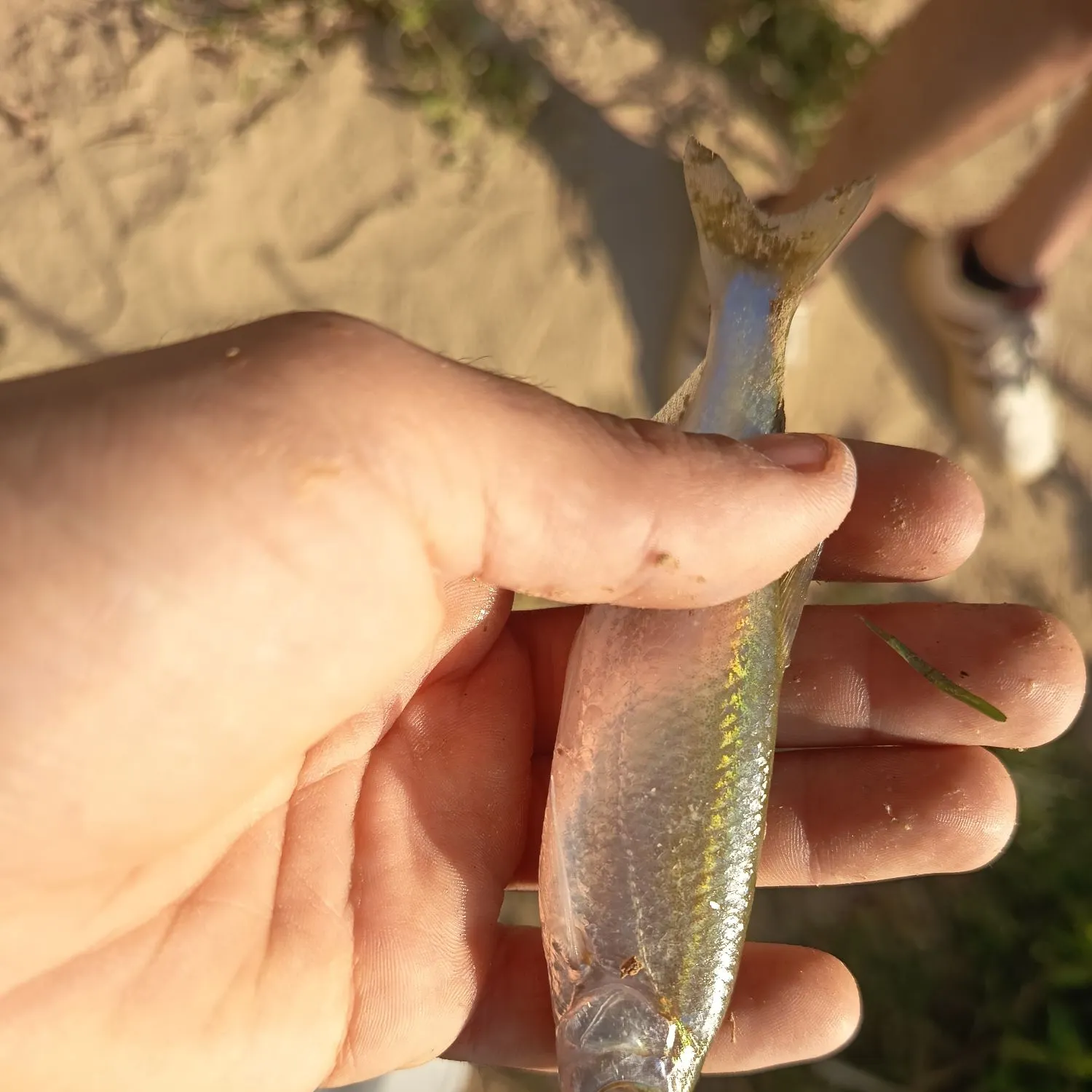 Common bleak caught on Fishbrain