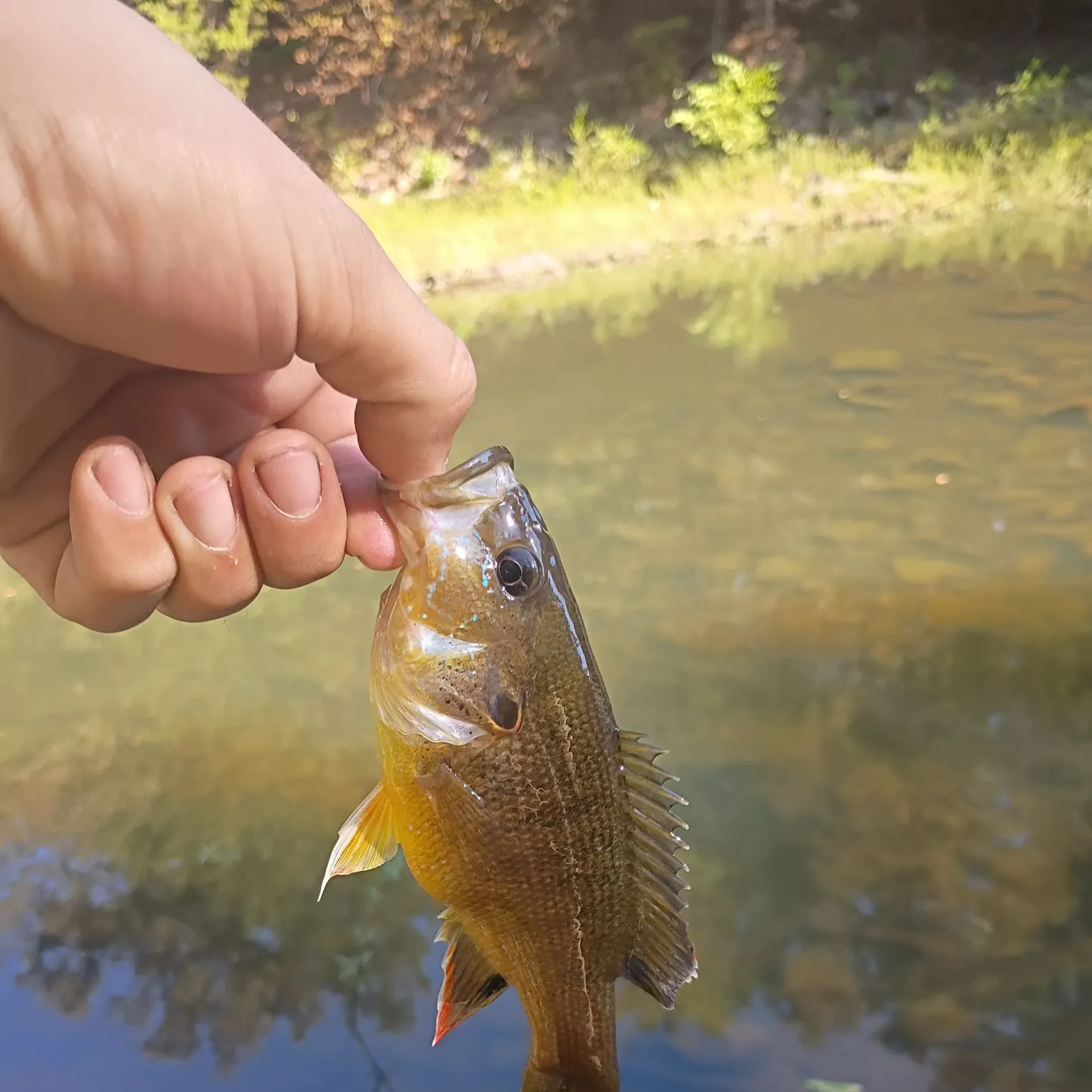 Green sunfish caught on Fishbrain