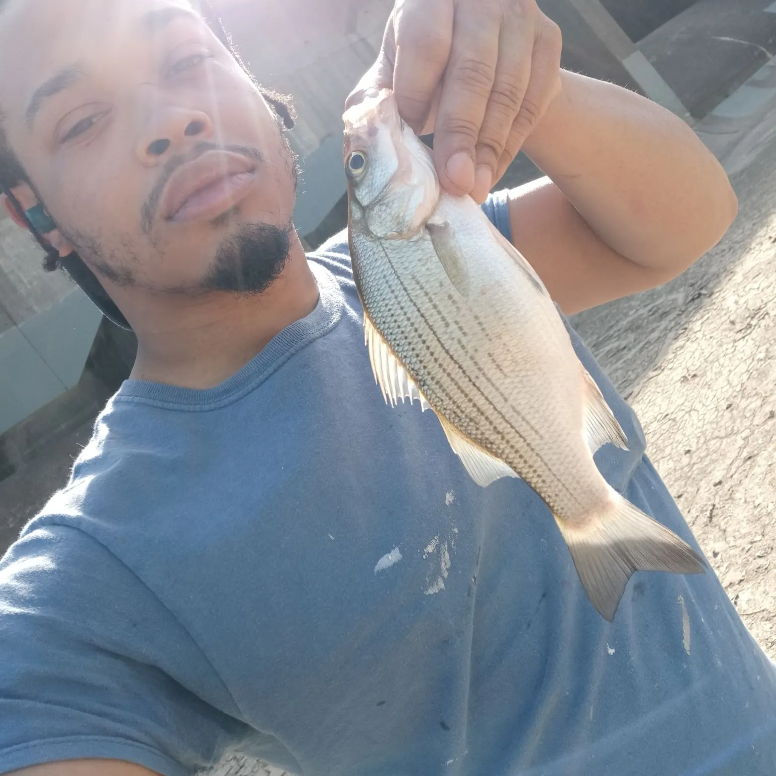 The most recent Hybrid striped bass catches on Fishbrain