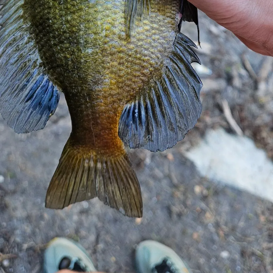 Bluegill caught on Fishbrain