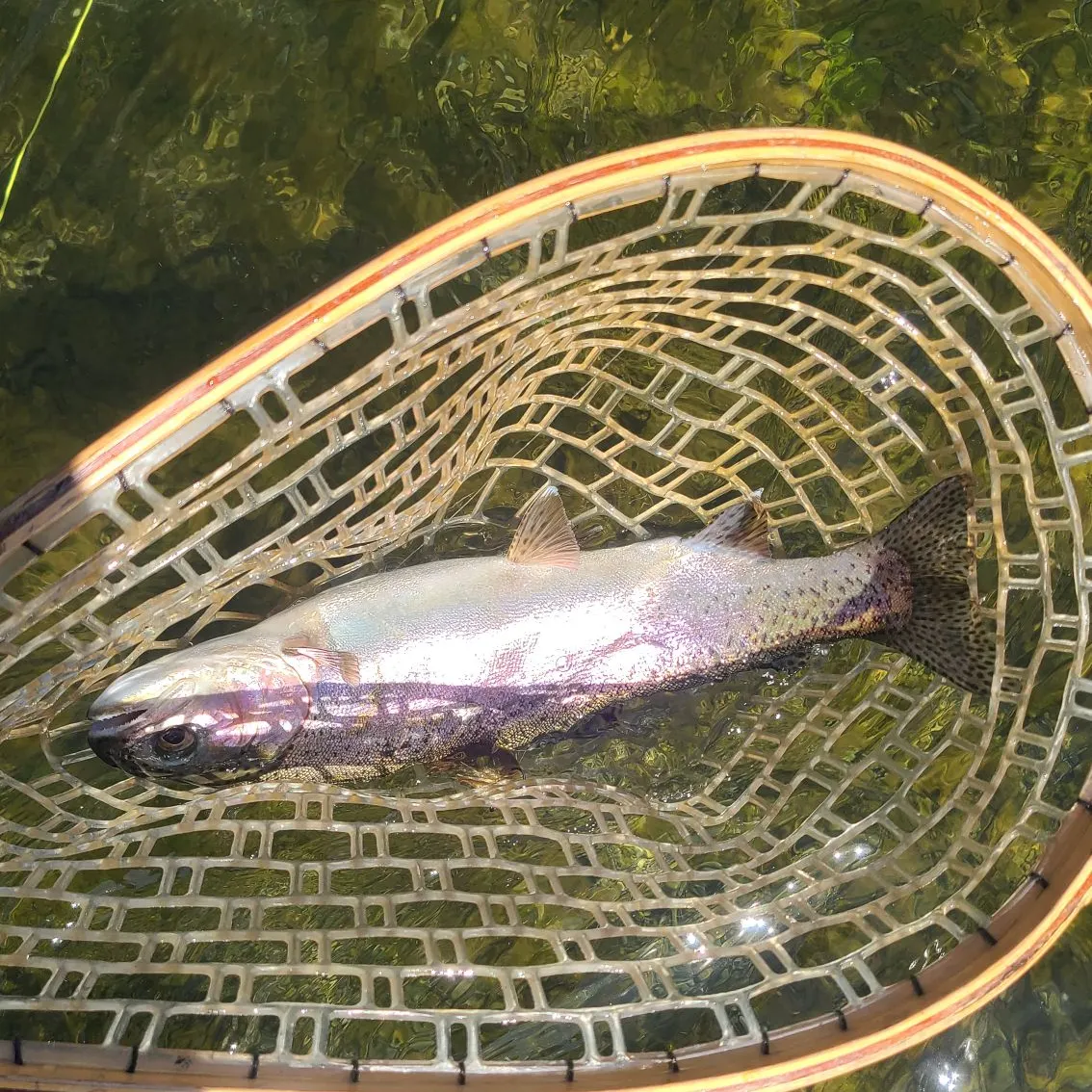 Rainbow trout caught on Fishbrain