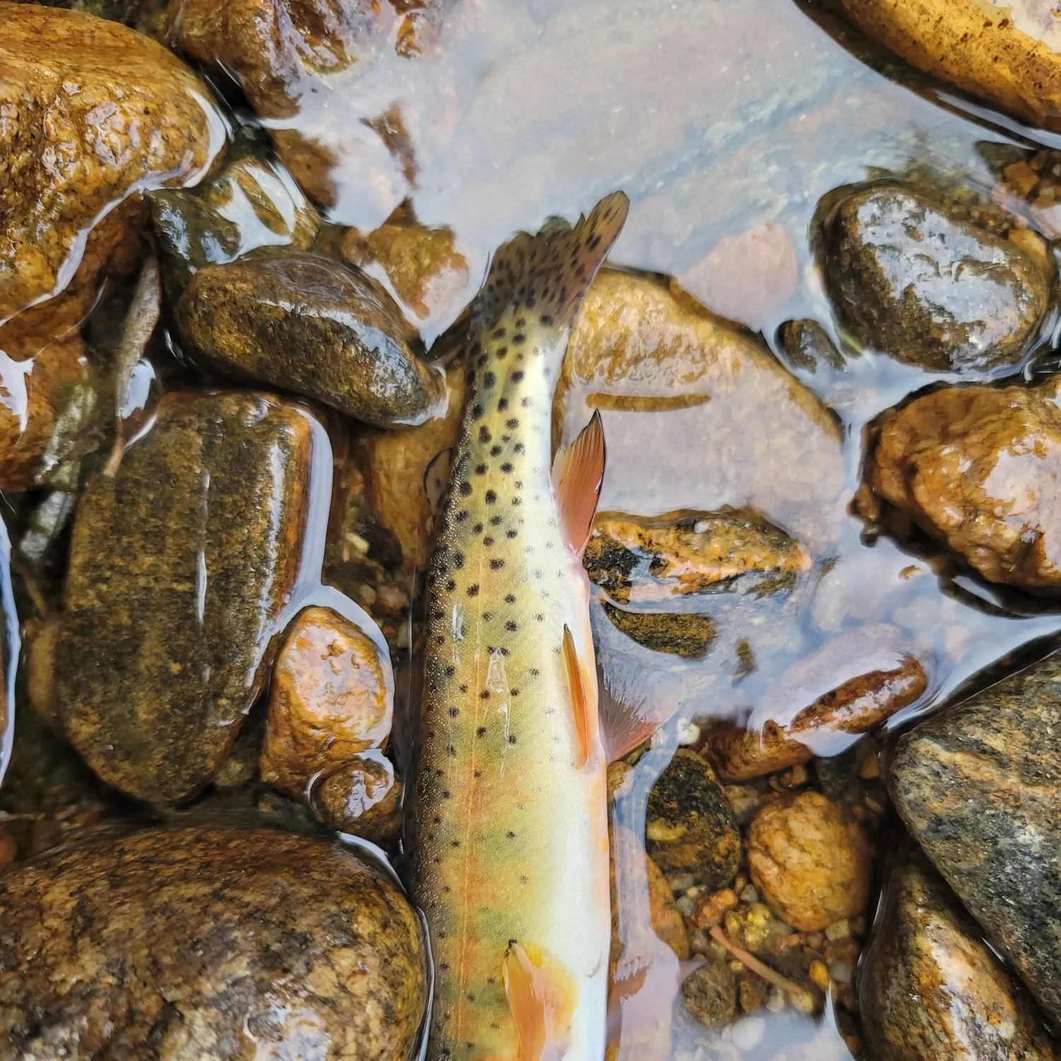Cutthroat trout caught on Fishbrain