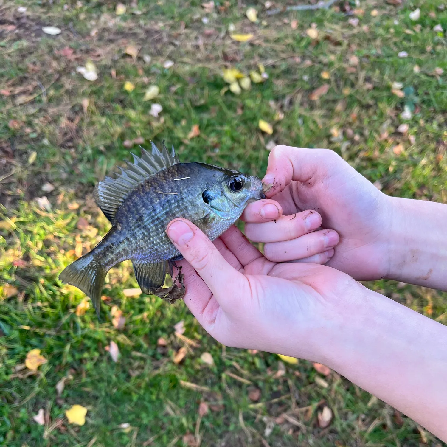 Bluegill caught on Fishbrain