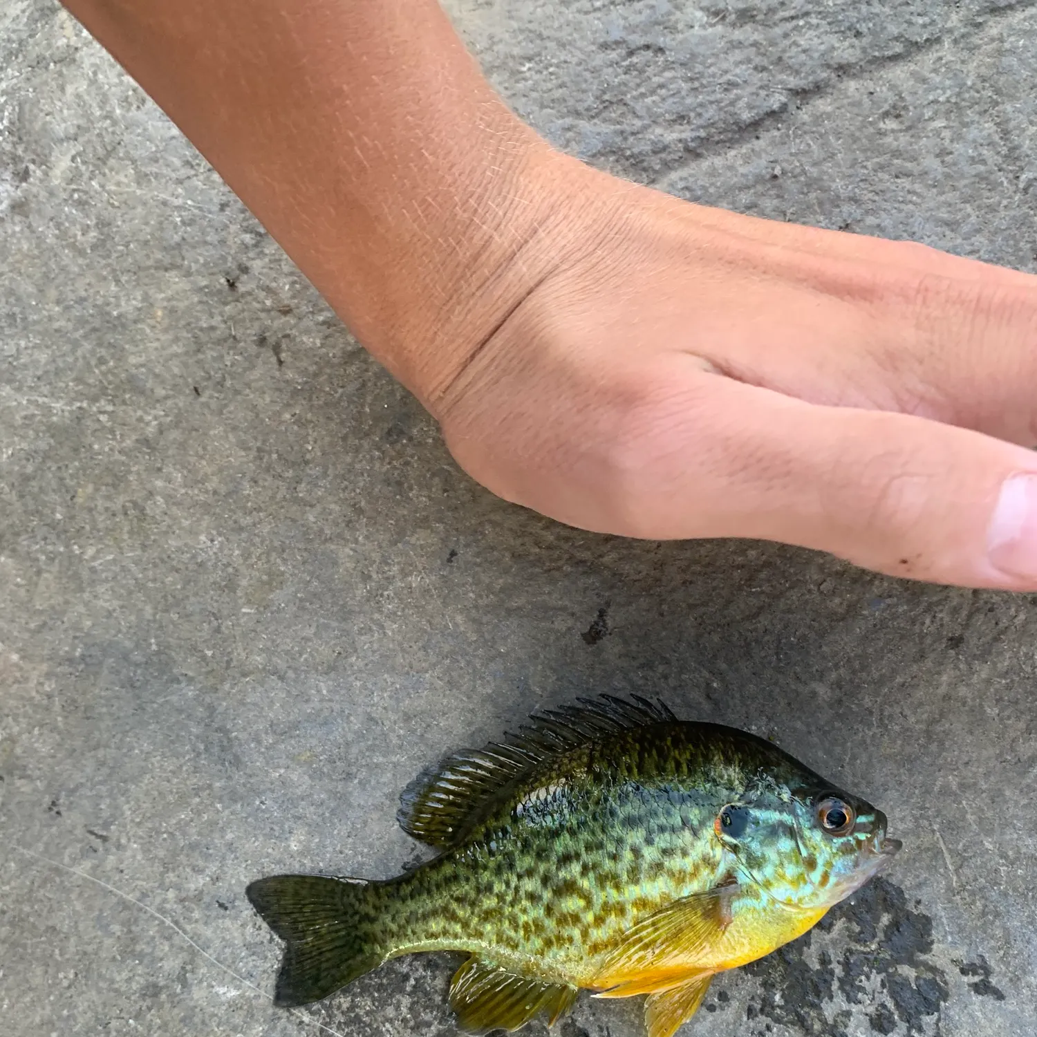 Pumpkinseed caught on Fishbrain