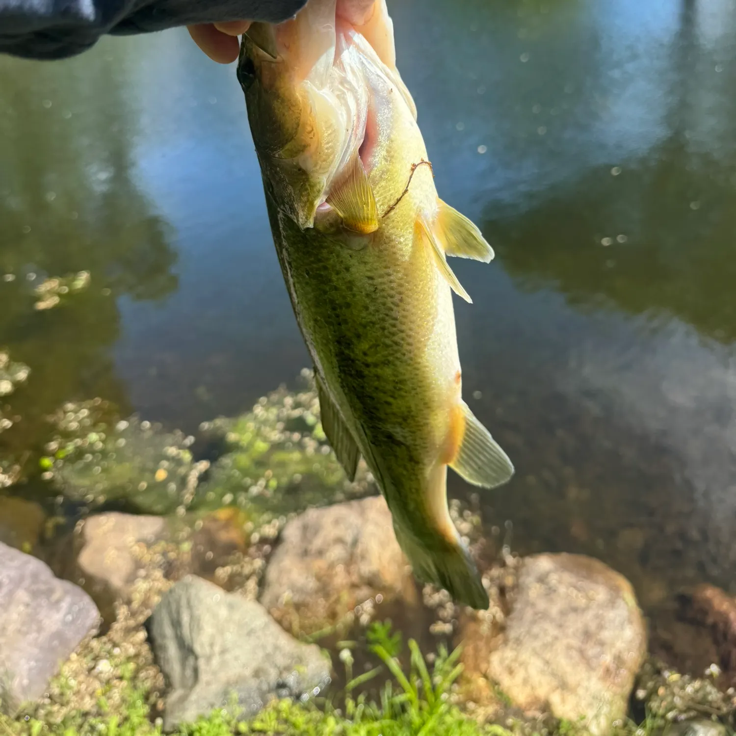 angler catch