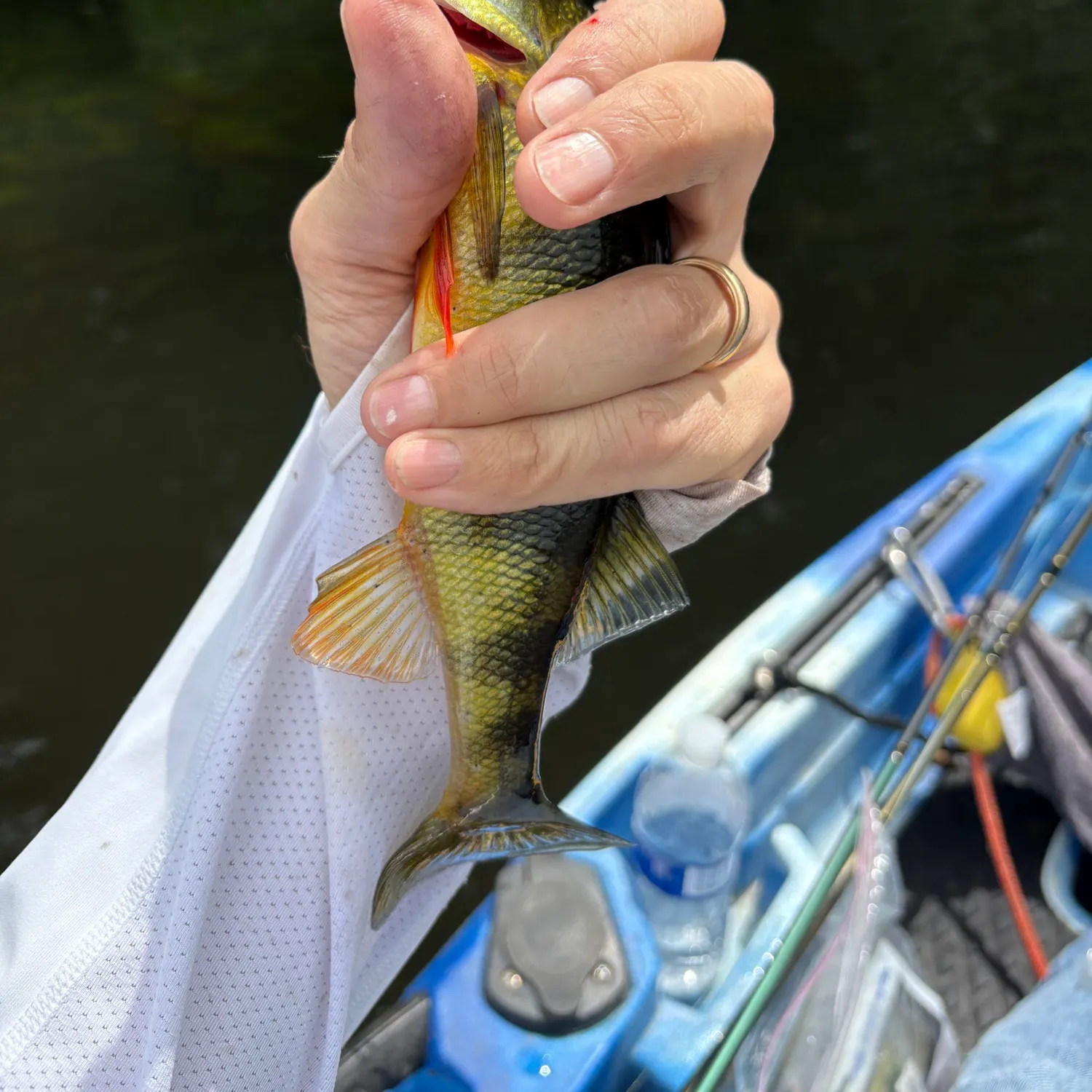 Yellow perch caught on Fishbrain