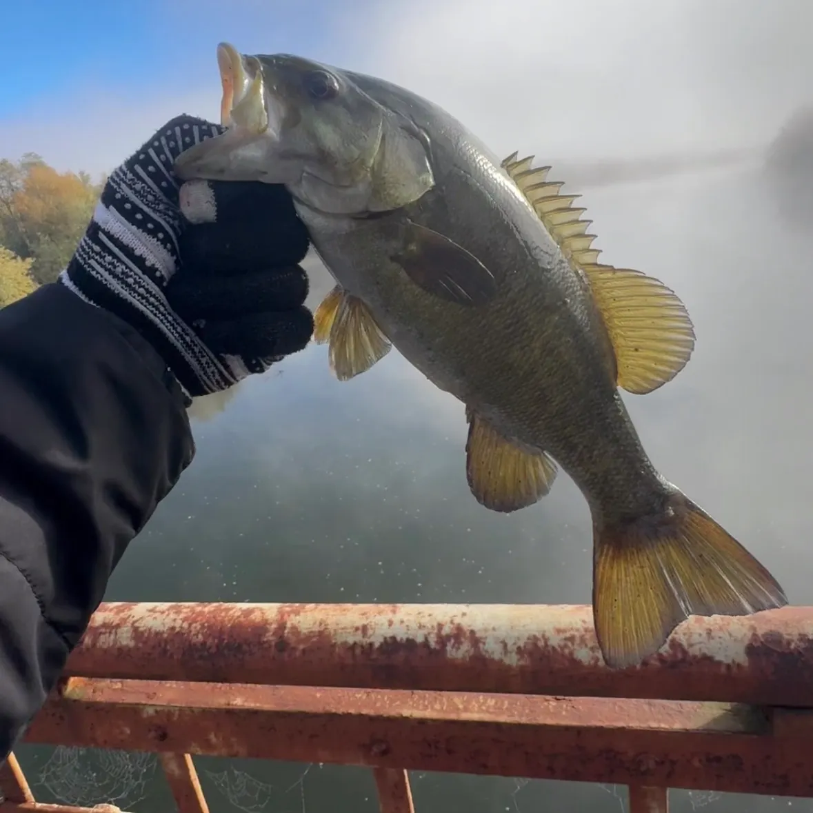 Smallmouth bass caught on Fishbrain