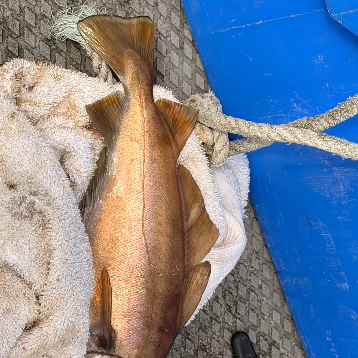 The most recent Pouting catches on Fishbrain