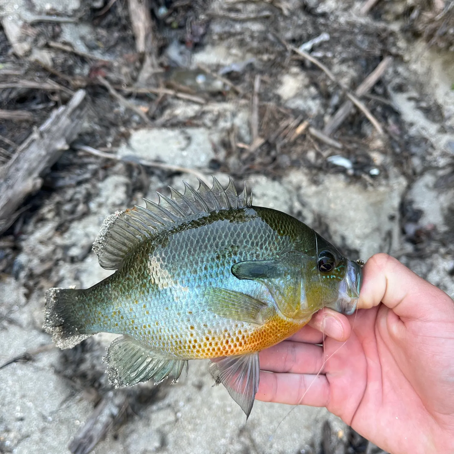 Redbreast sunfish caught on Fishbrain