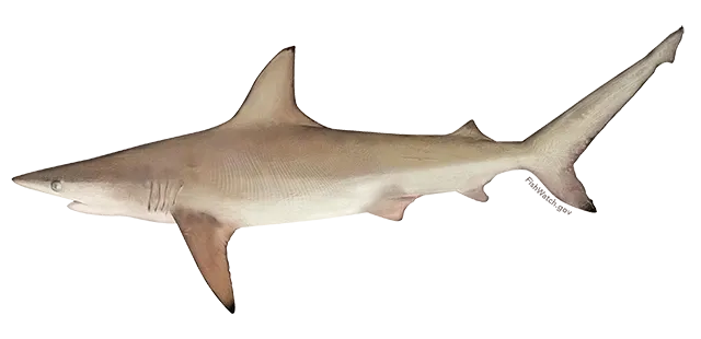 Blacktip shark