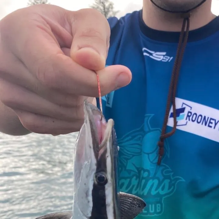 The most recent Live sharksucker catches on Fishbrain