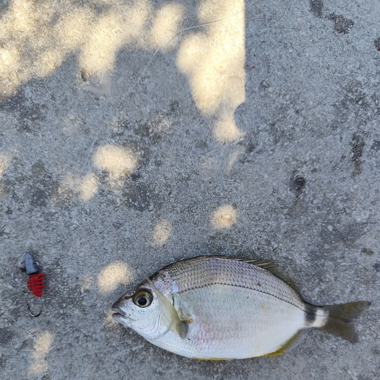 The most recent Annular seabream catches on Fishbrain