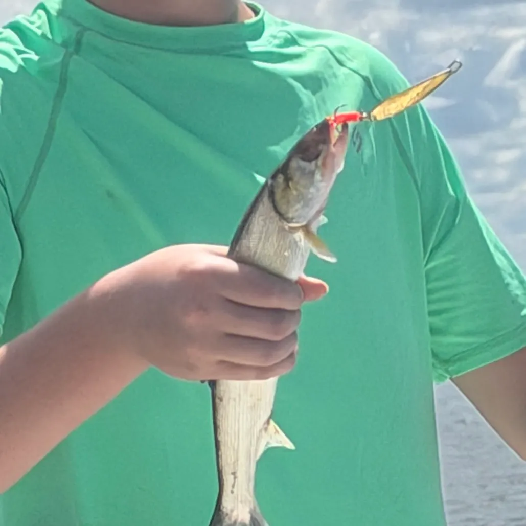 Ladyfish caught on Fishbrain