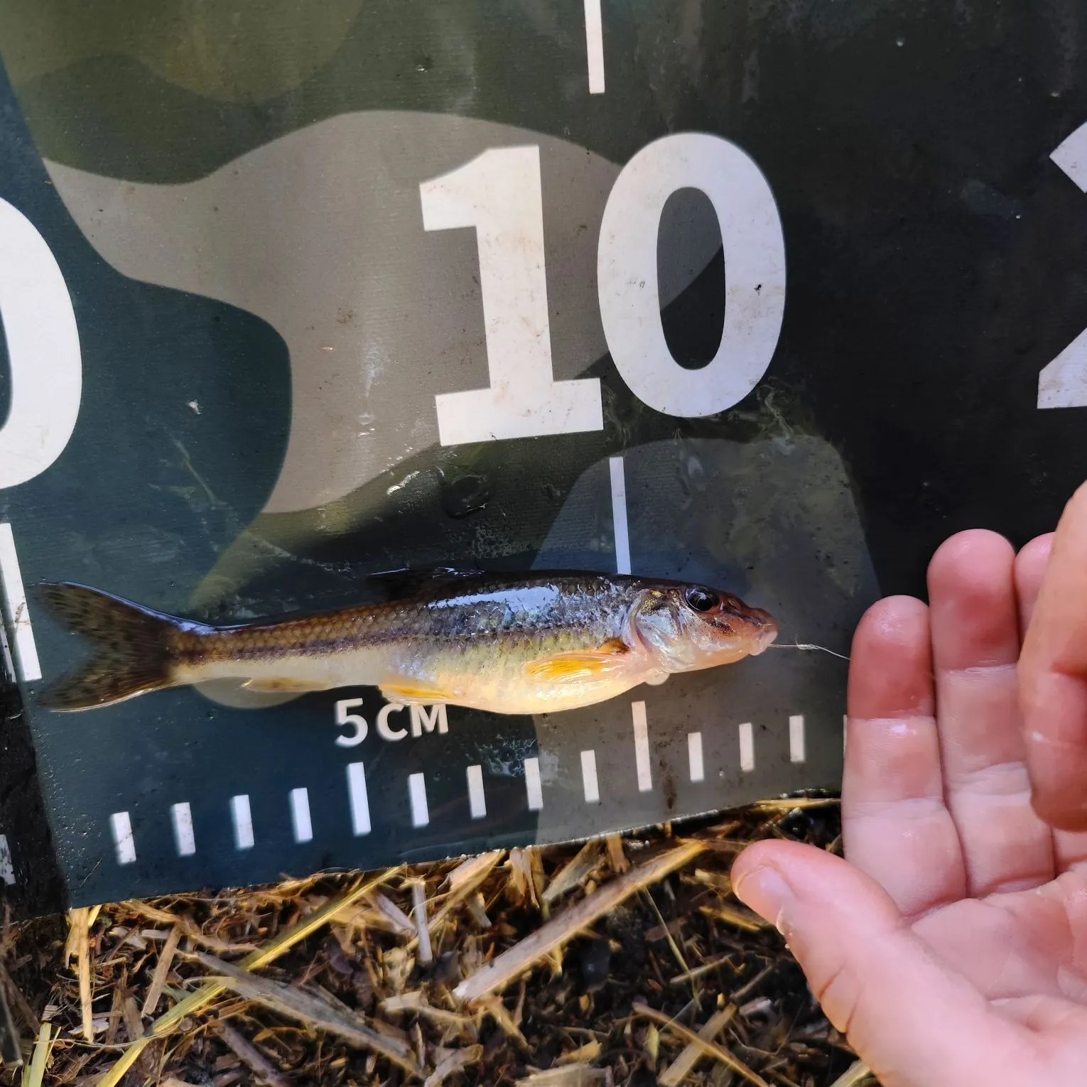 most liked catch image