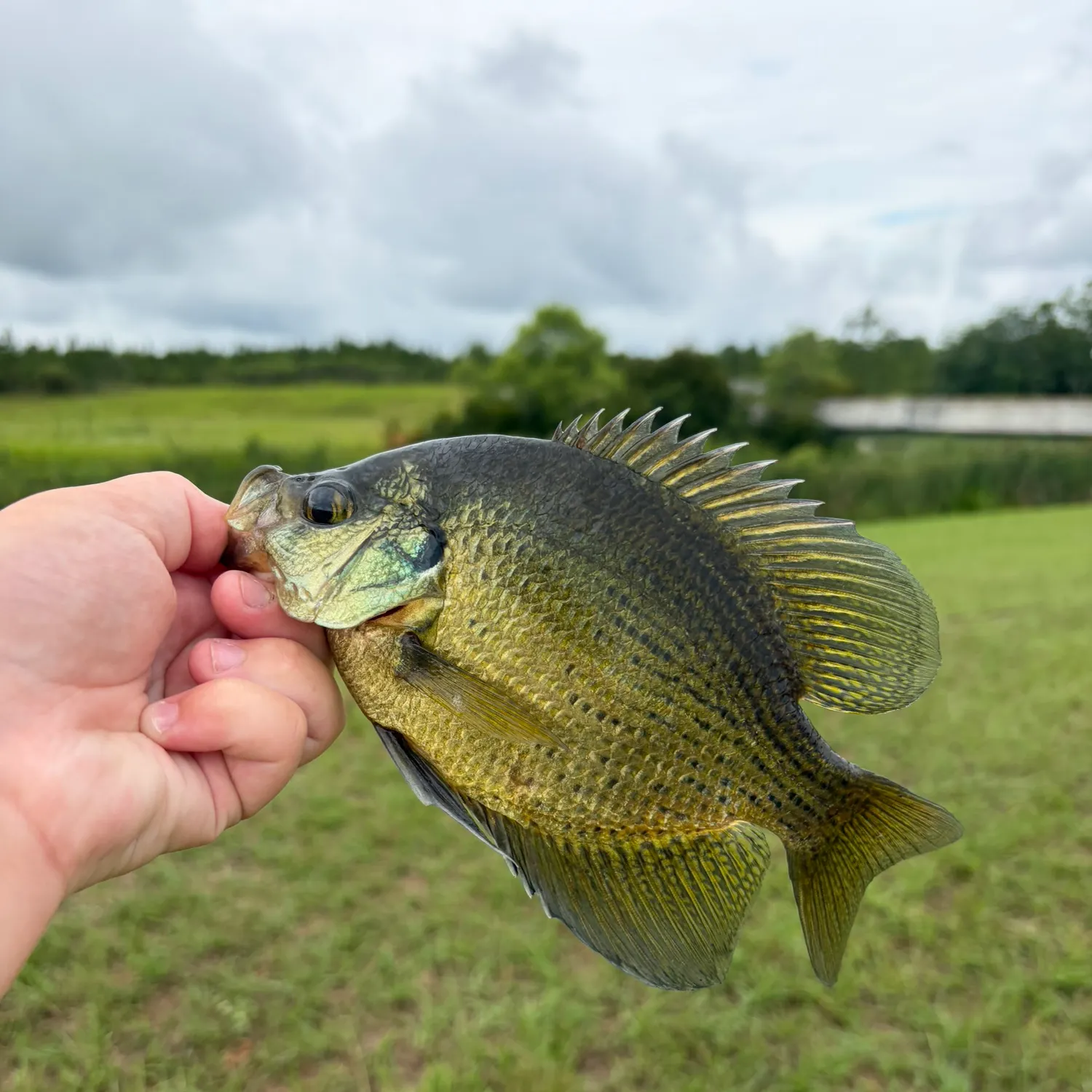 The most recent Flier catches on Fishbrain