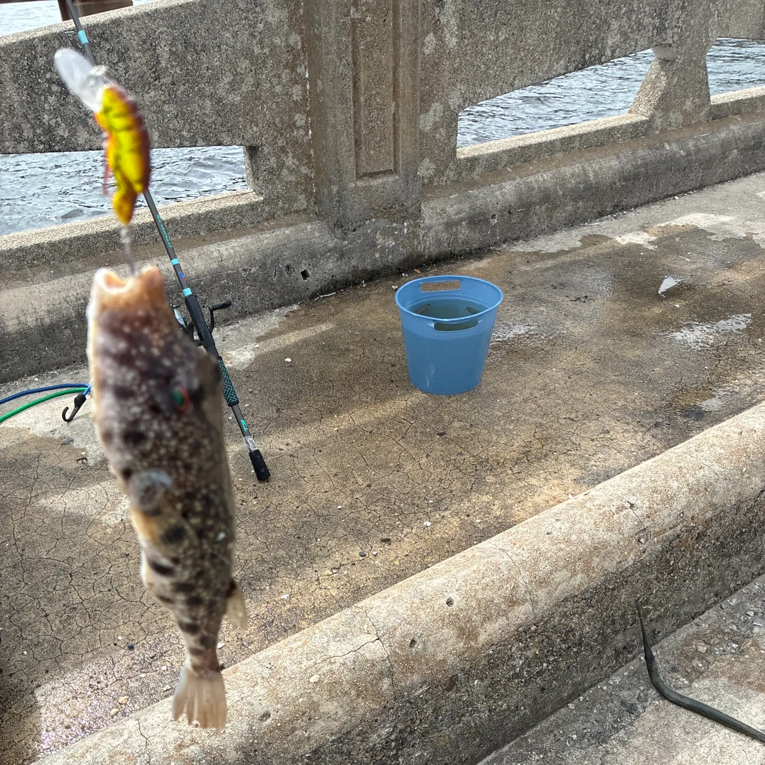Northern puffer caught on Fishbrain