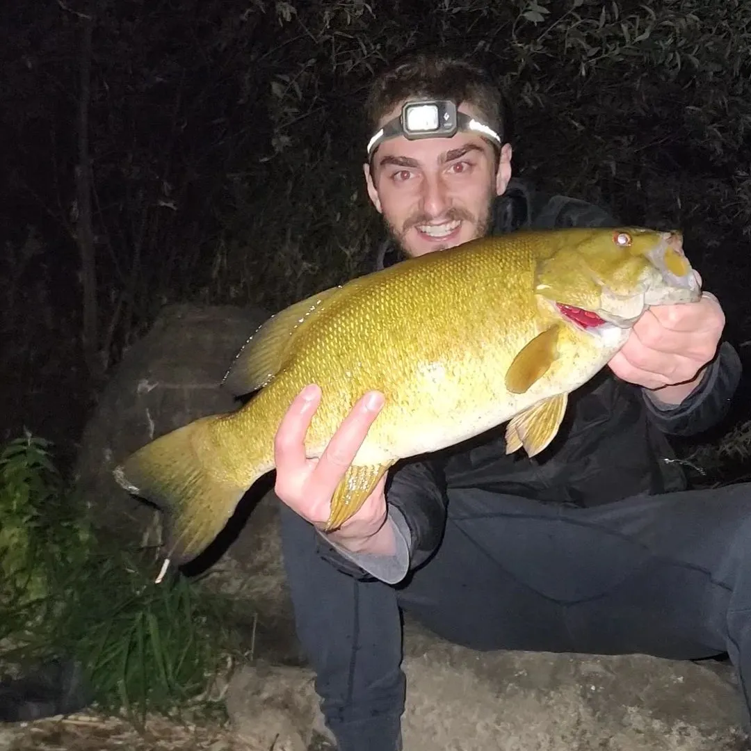 Smallmouth bass caught on Fishbrain