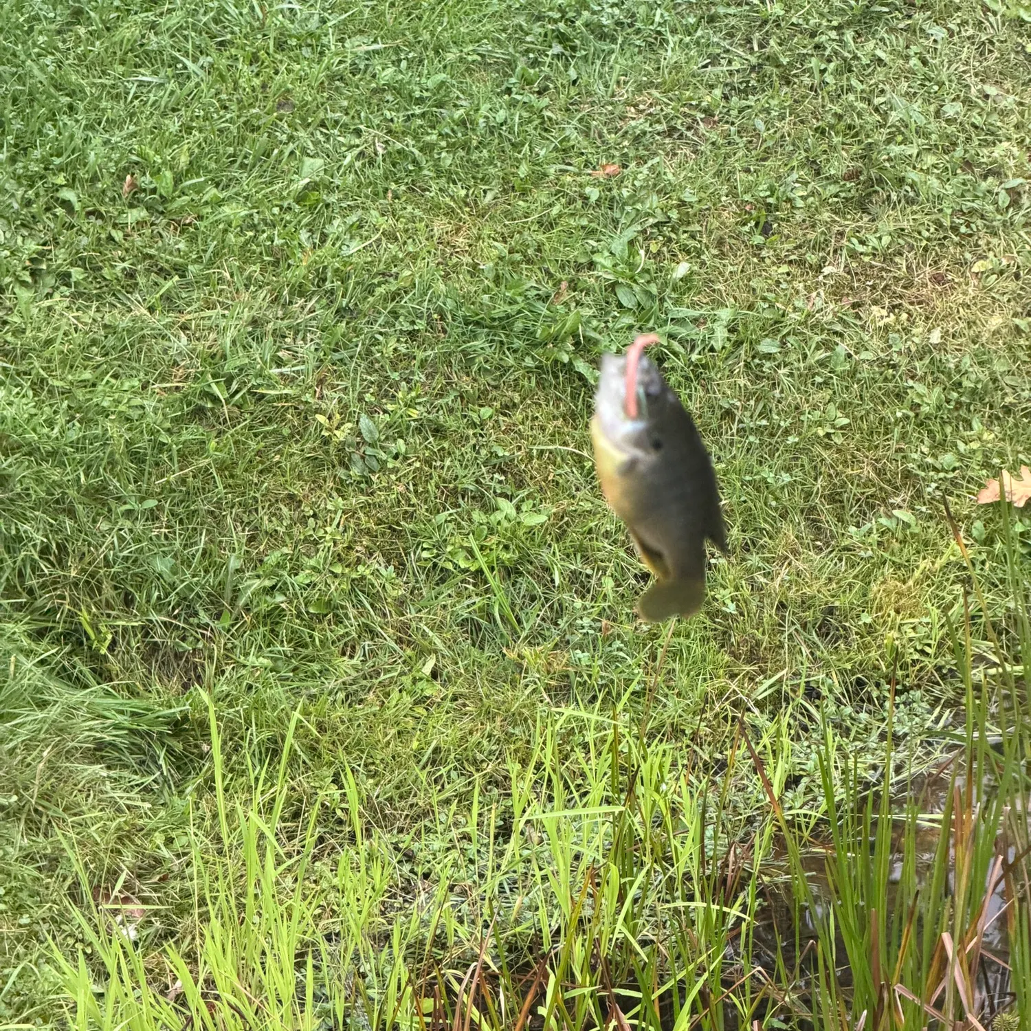 Fish caught on Fishbrain