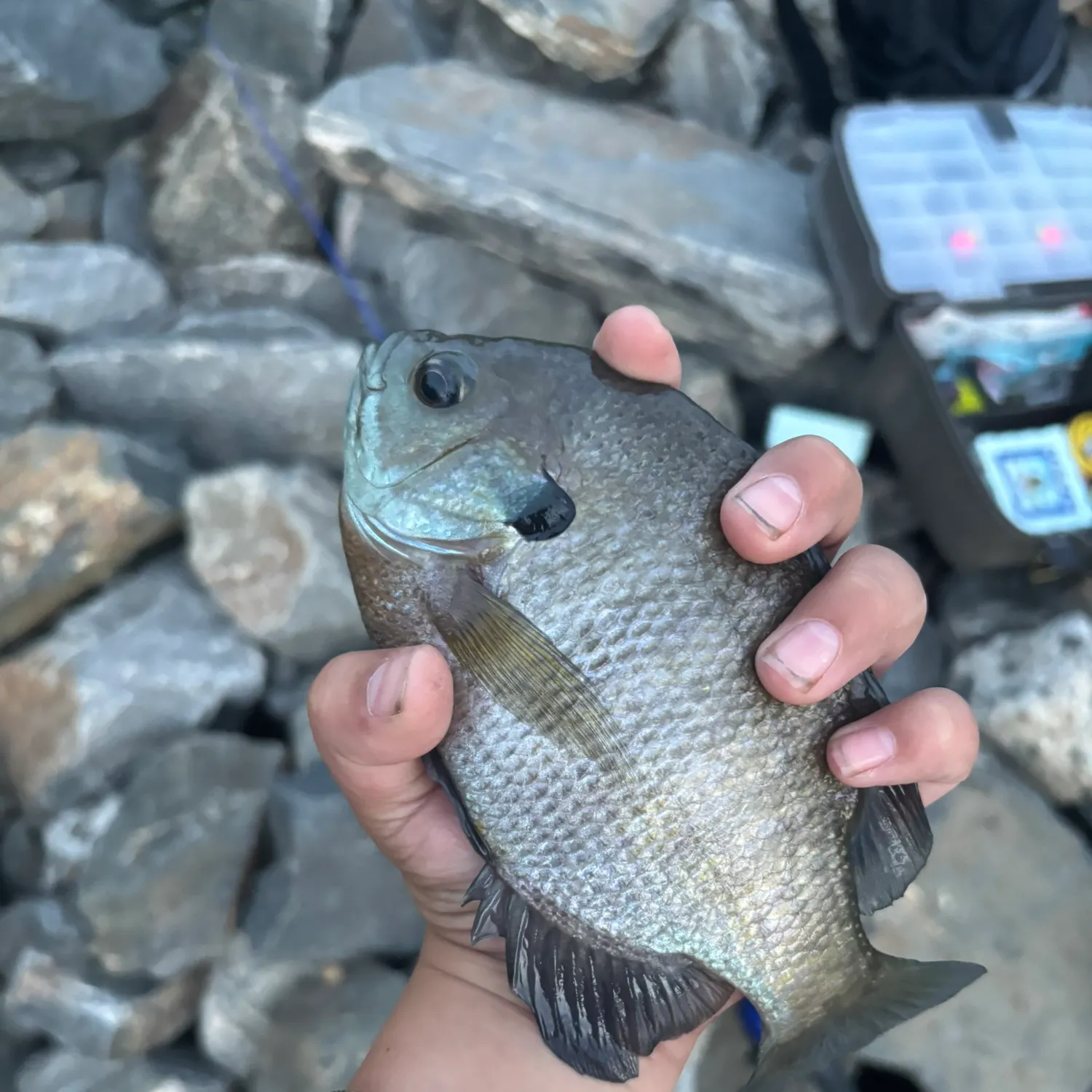 Bluegill caught on Fishbrain