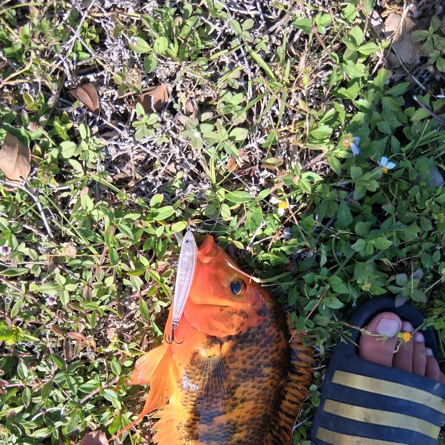 The most recent Red devil cichlid catches on Fishbrain