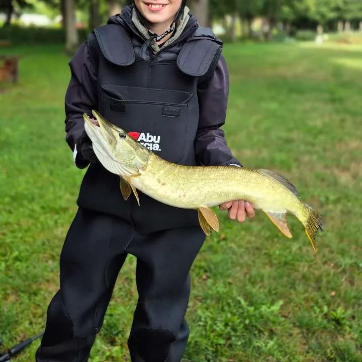 Northern pike caught on Fishbrain