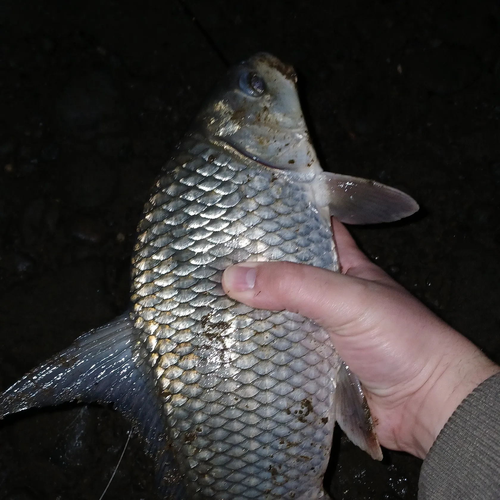 The most recent Quillback catches on Fishbrain