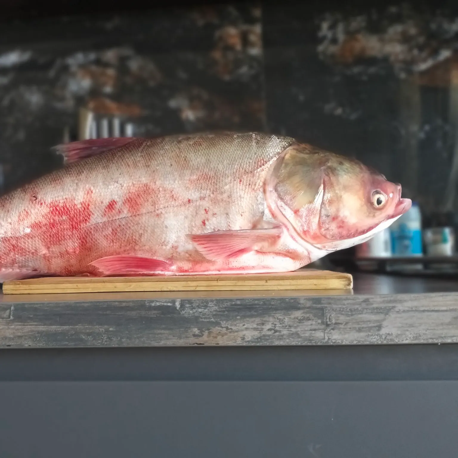 The most recent Silver carp catches on Fishbrain