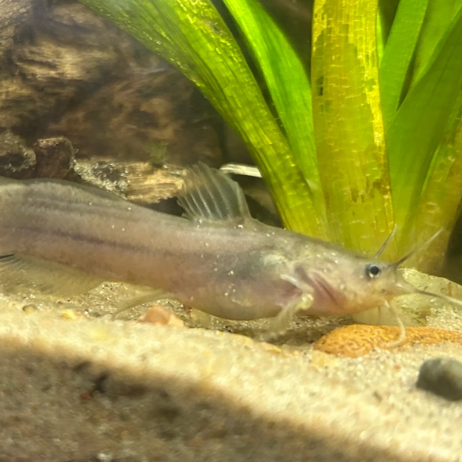 The most recent Tadpole madtom catches on Fishbrain