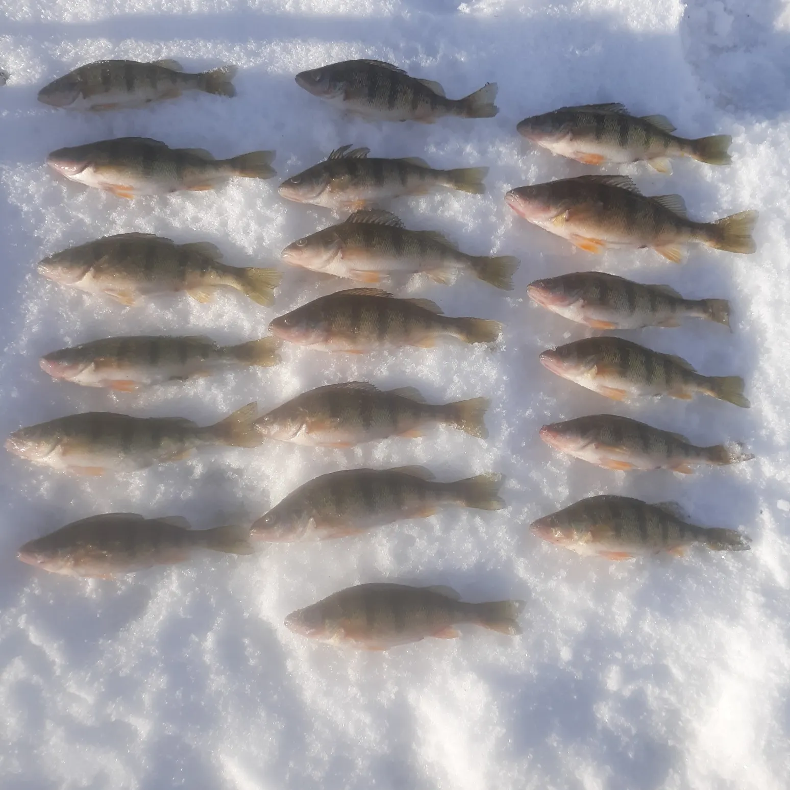 recently logged catches