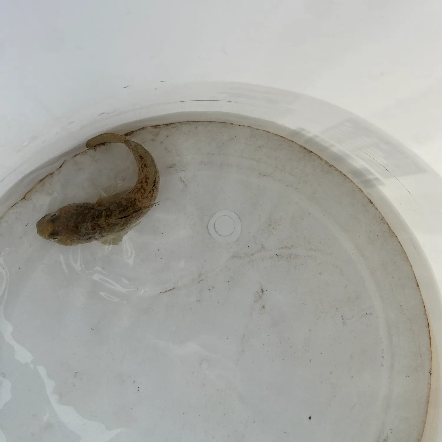 Round goby caught on Fishbrain