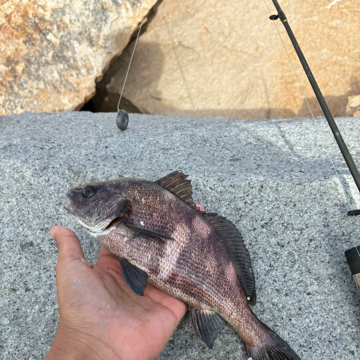 The most recent Black croaker catches on Fishbrain
