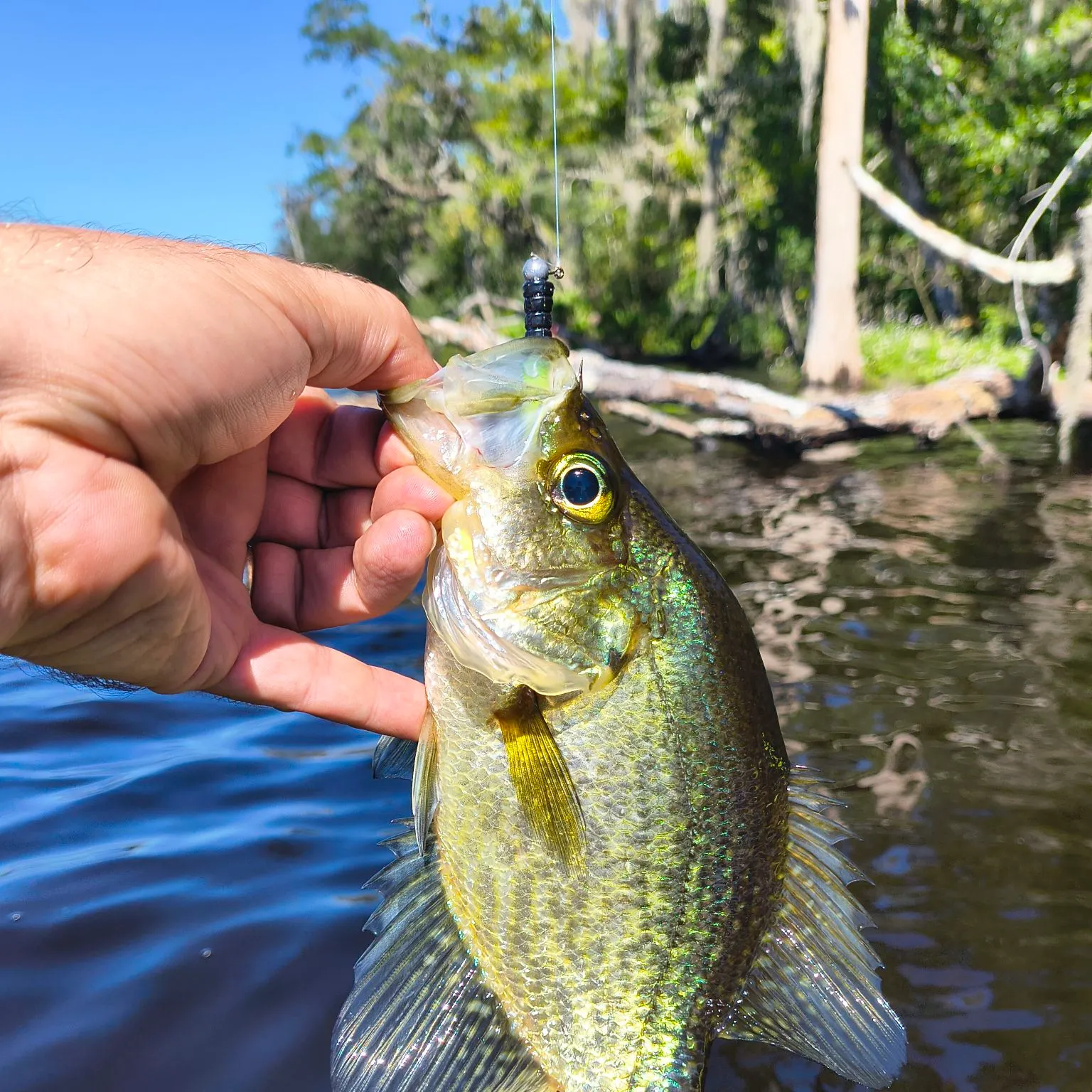 Black crappie caught on Fishbrain