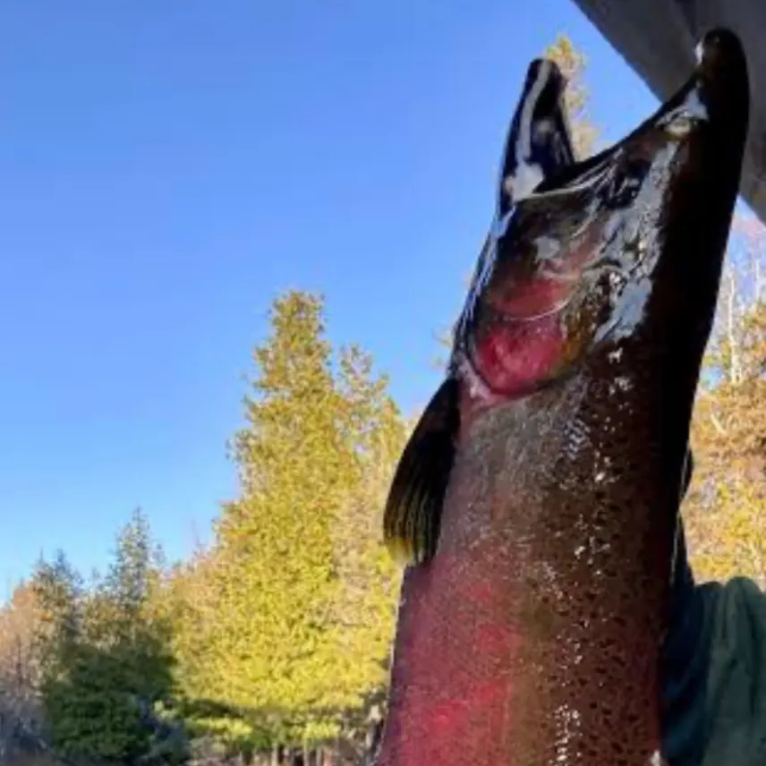 Coho salmon caught on Fishbrain