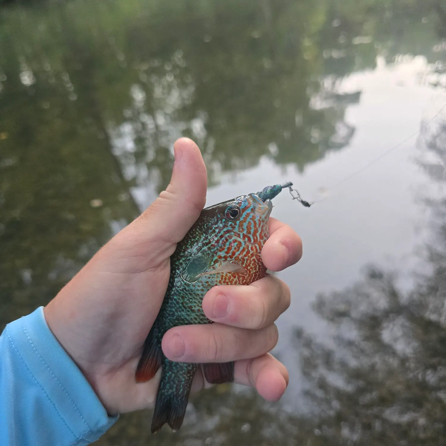 Longear sunfish caught on Fishbrain