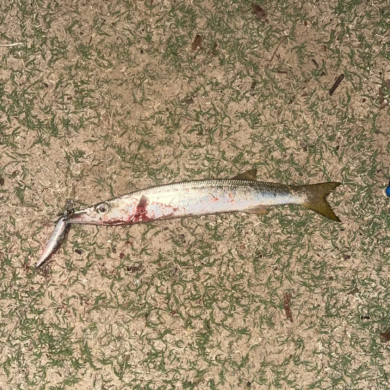 The most recent Obtuse barracuda catches on Fishbrain