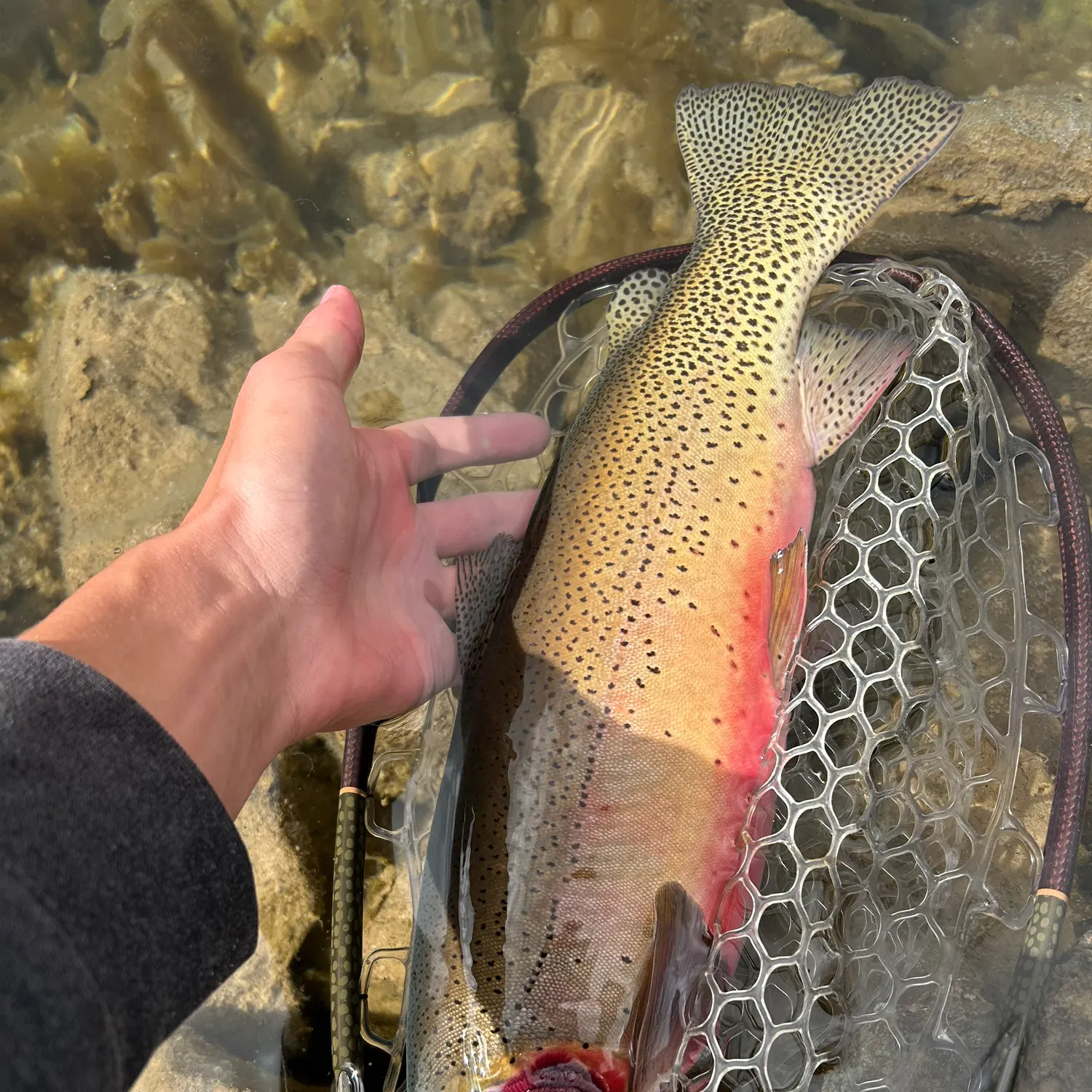 The most recent Colorado river cutthroat trout catches on Fishbrain