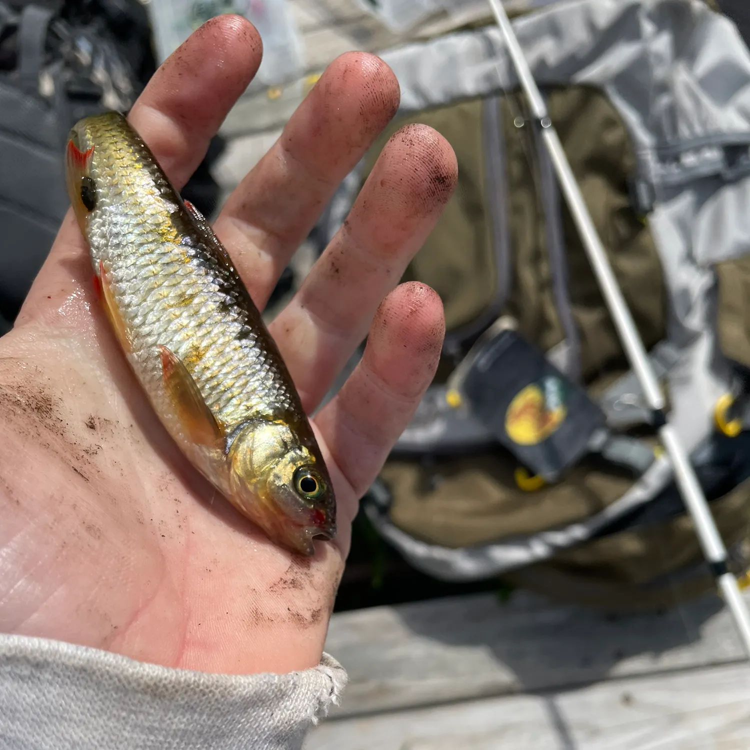 The most recent Shiner perch catches on Fishbrain