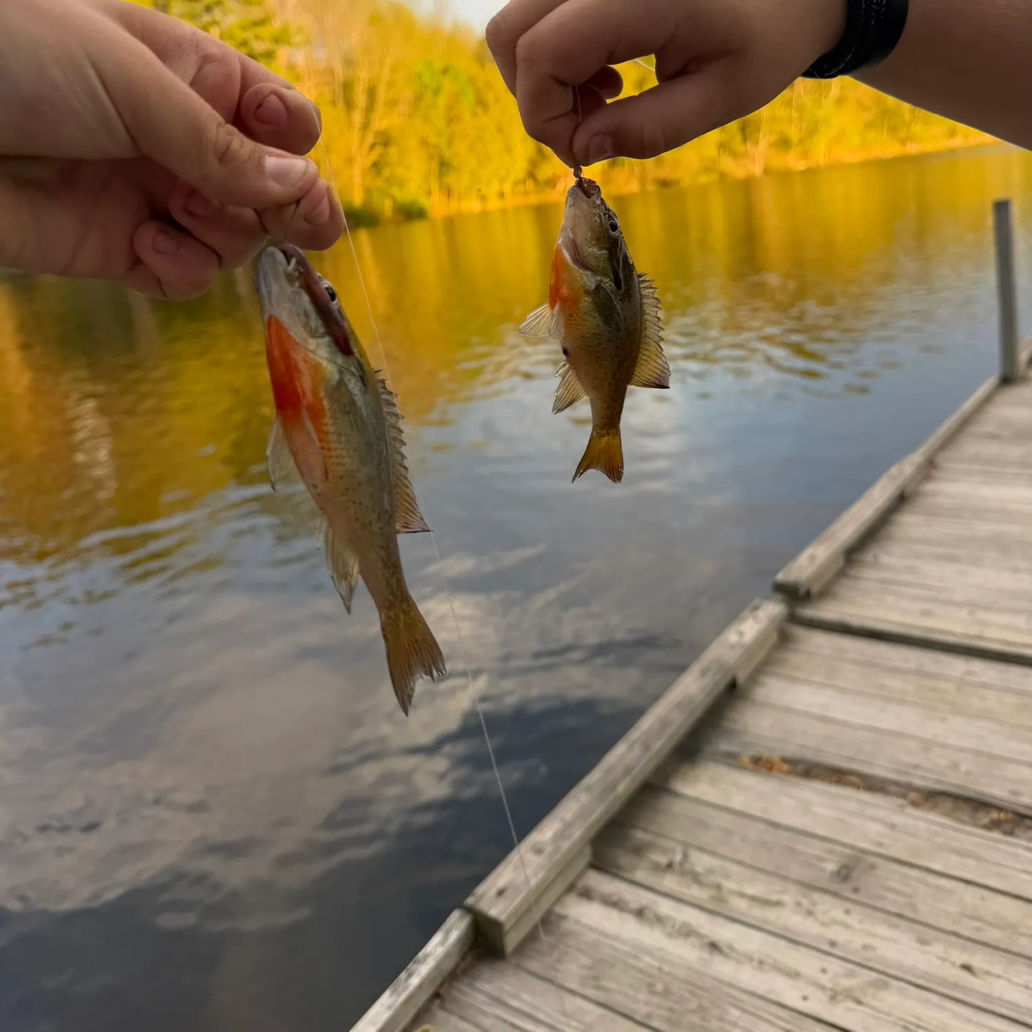 The most recent Redbreast sunfish catches on Fishbrain
