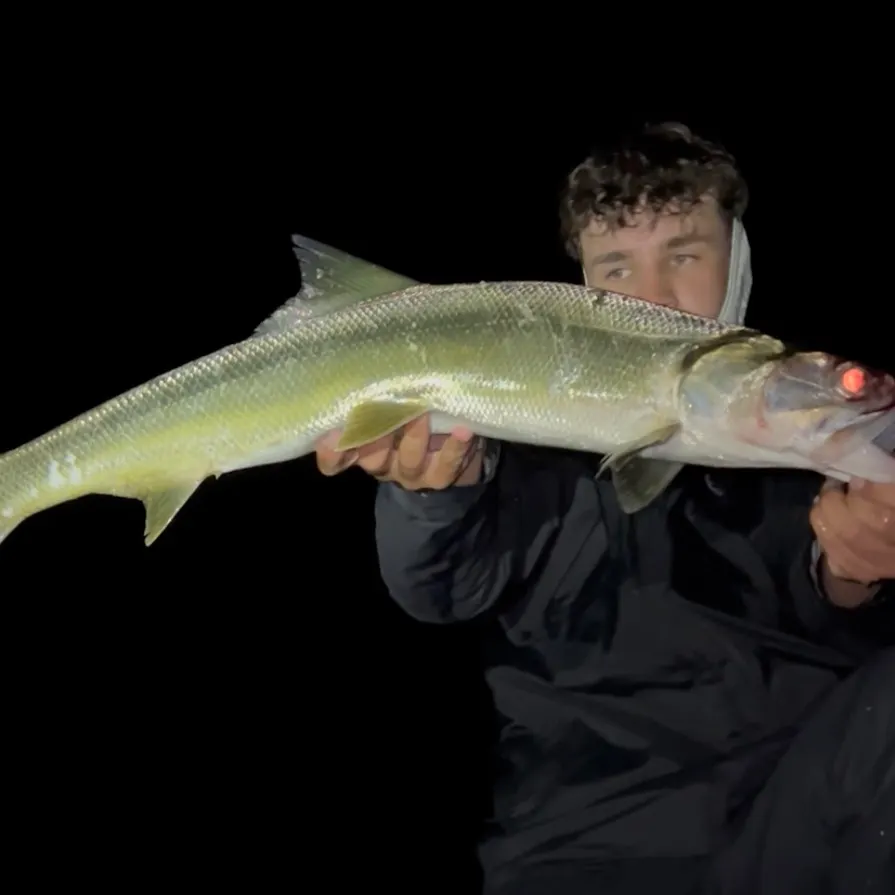 The most recent Hawaiian ladyfish catches on Fishbrain