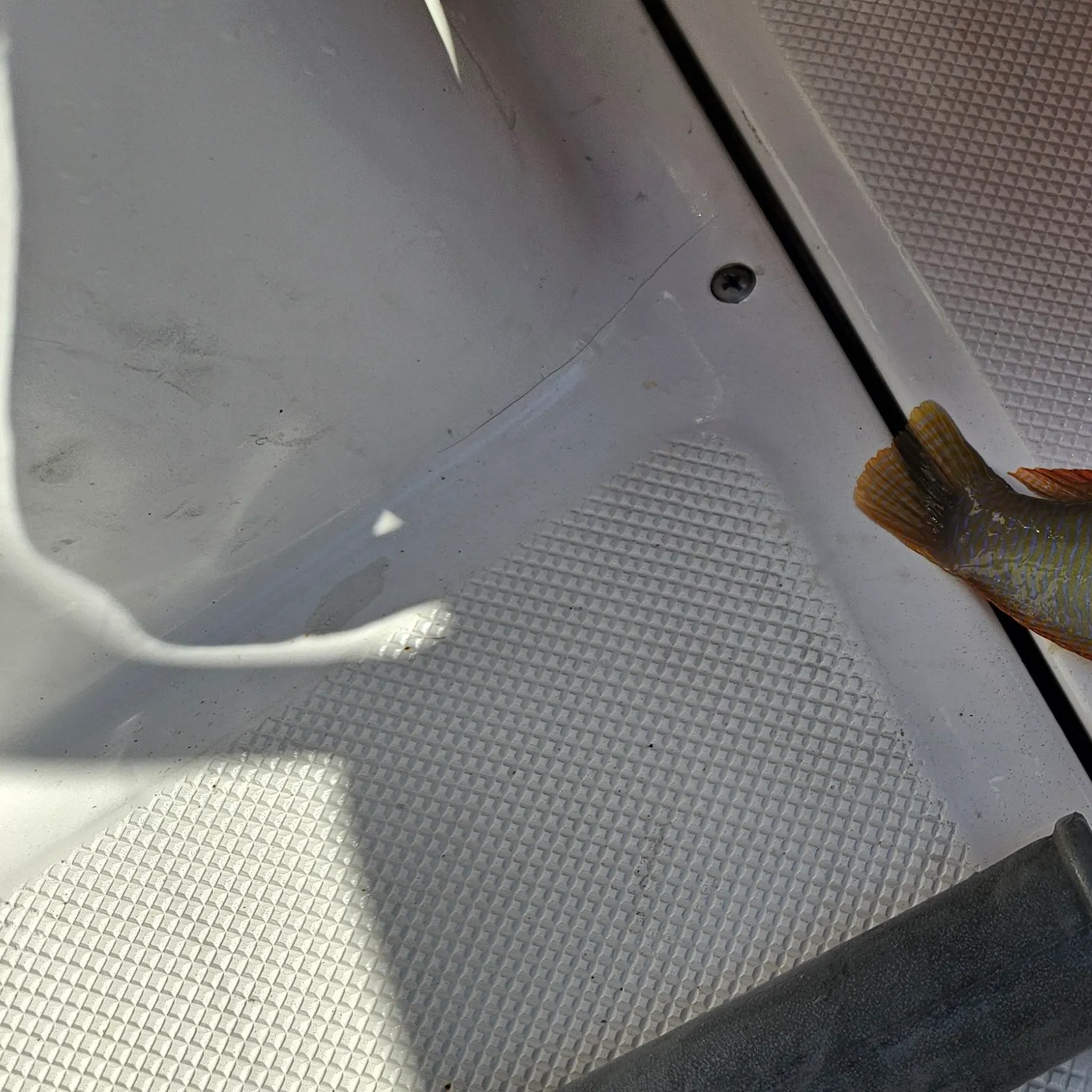 The most recent Pearly razorfish catches on Fishbrain