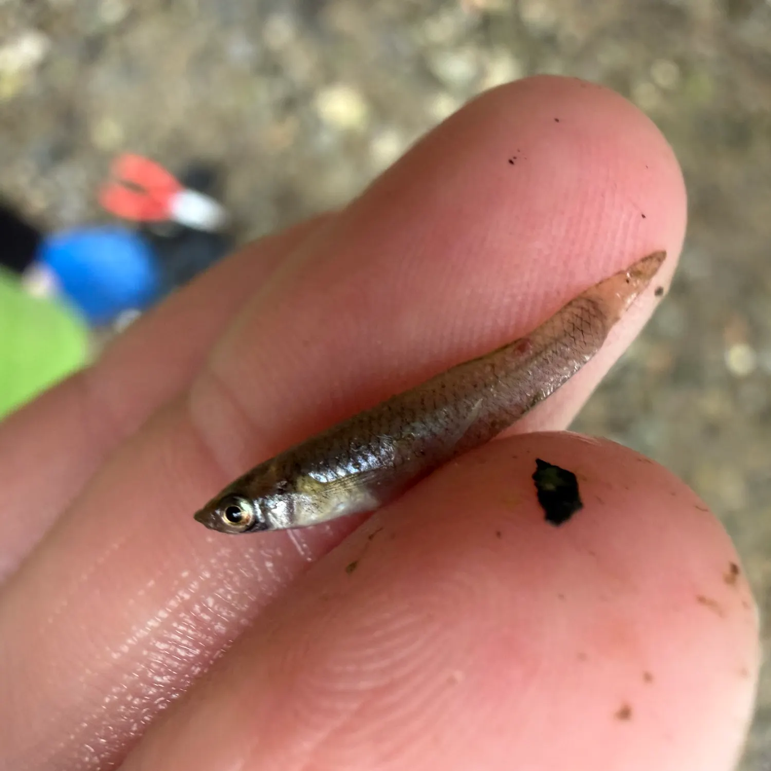 The most recent Eastern mosquitofish catches on Fishbrain