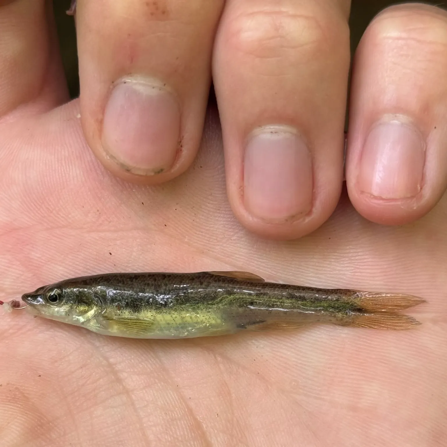 The most recent Western blacknose dace catches on Fishbrain