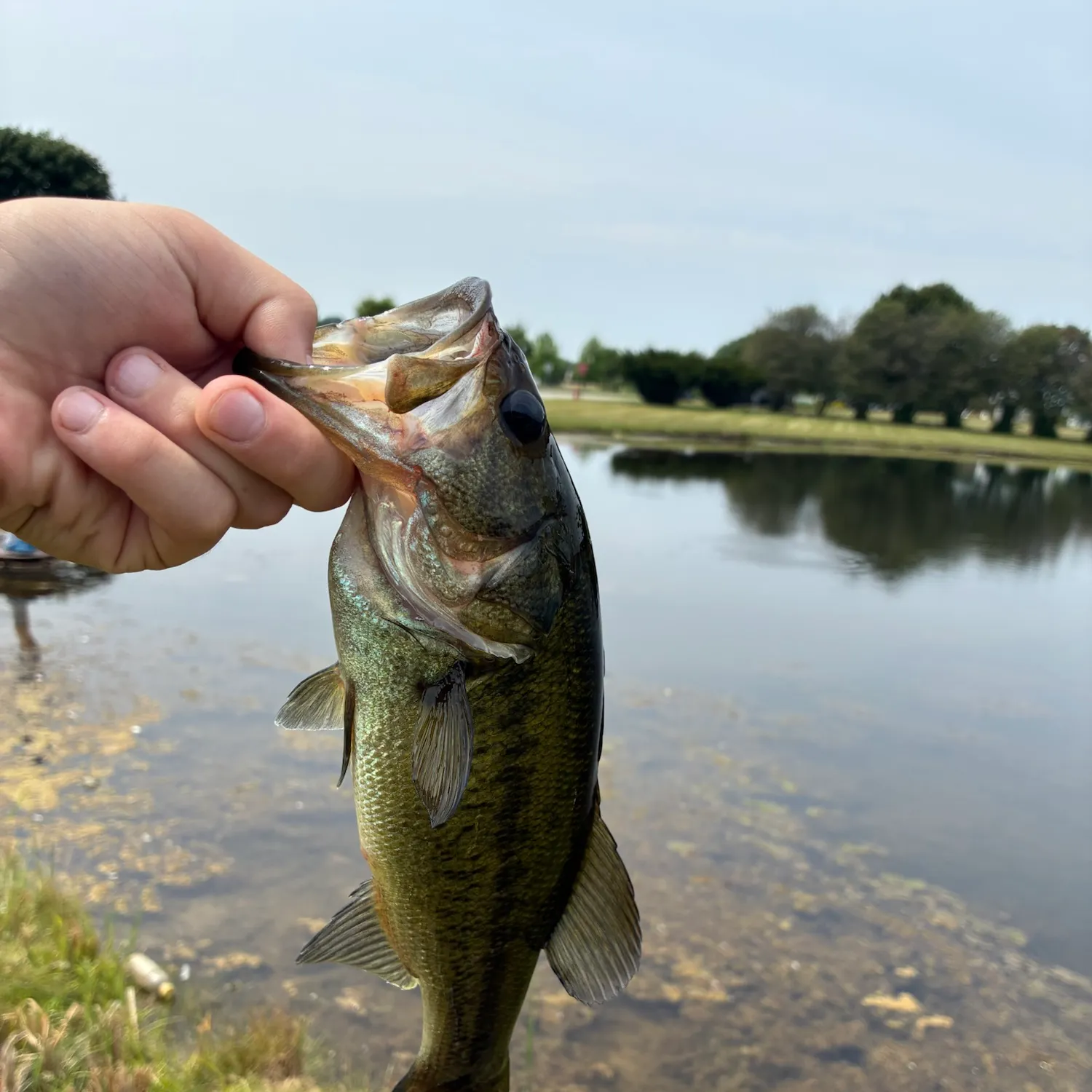 Fish caught on Fishbrain