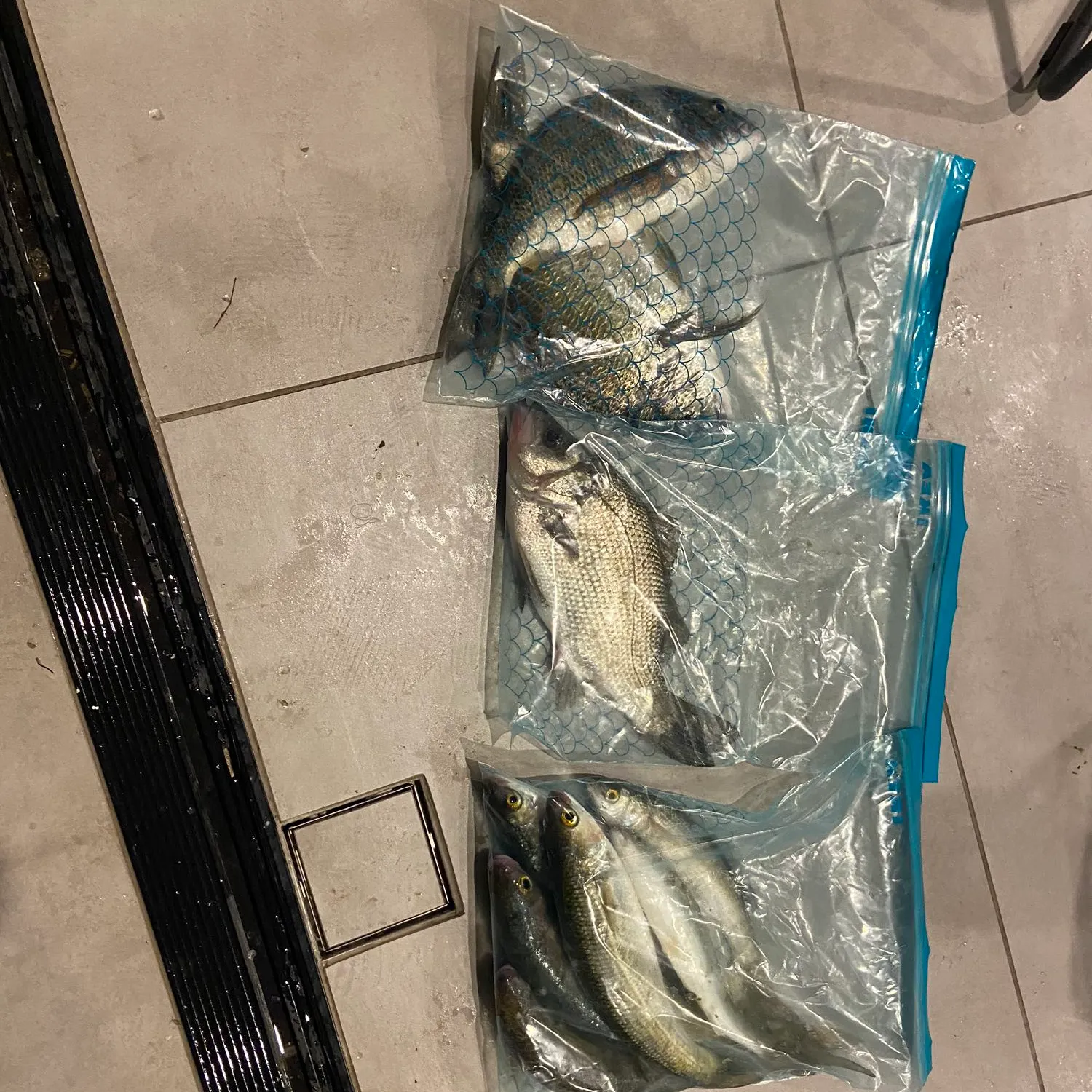 recently logged catches