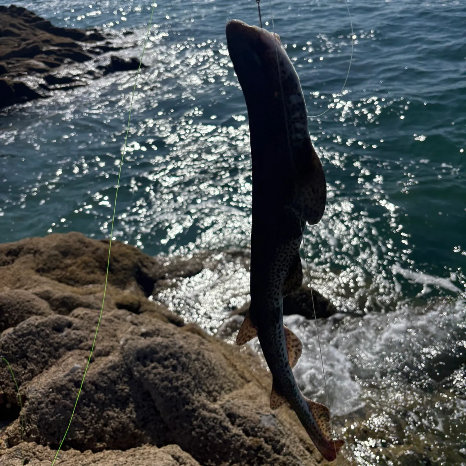 Lesser spotted dogfish caught on Fishbrain