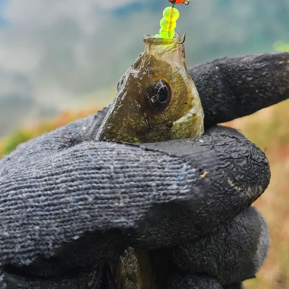 The most recent Banded sunfish catches on Fishbrain